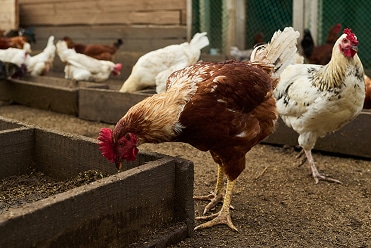 Animal Feed Industry