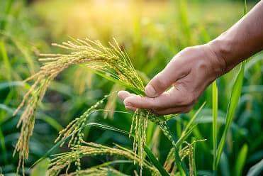 Agriculture Industry